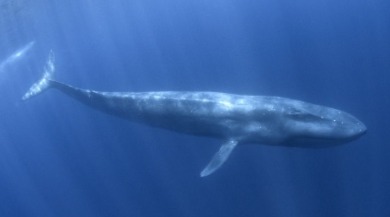 blue whale in the ocean | seashore realty