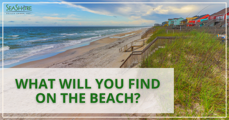 what will you find on the beach | seashore realty