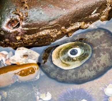 Uncovering the Mysteries of Four Remarkable Sea Snails | SeaShore Realty