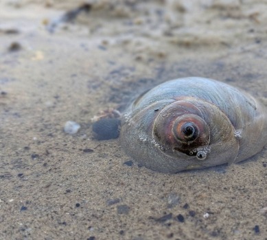 Uncovering the Mysteries of Four Remarkable Sea Snails | SeaShore Realty