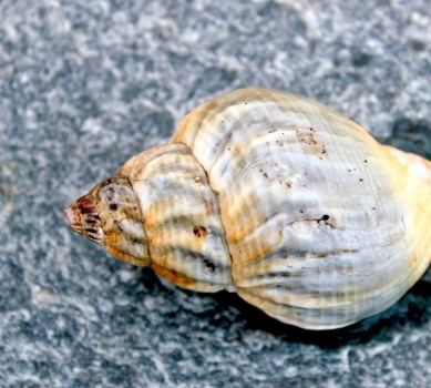 Uncovering the Mysteries of Four Remarkable Sea Snails | SeaShore Realty