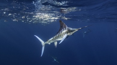 15 Interesting Facts About Marine Life Your Kids Will Love 15 Interesting Facts About Marine Life Your Kids Will Love