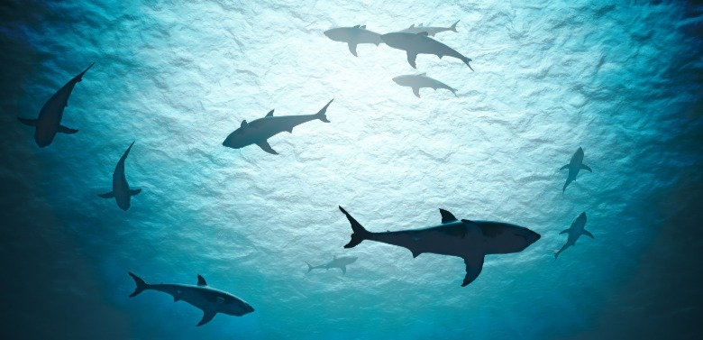 sharks swimming in the ocean | seashore realty