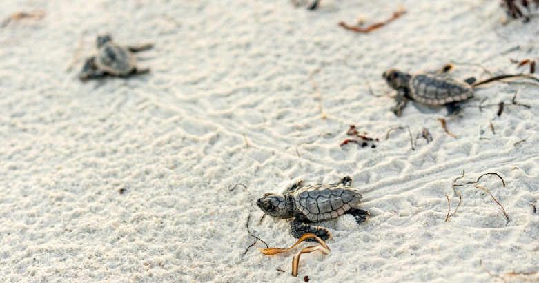 explore the fascinating history of topsail island | seashore realty