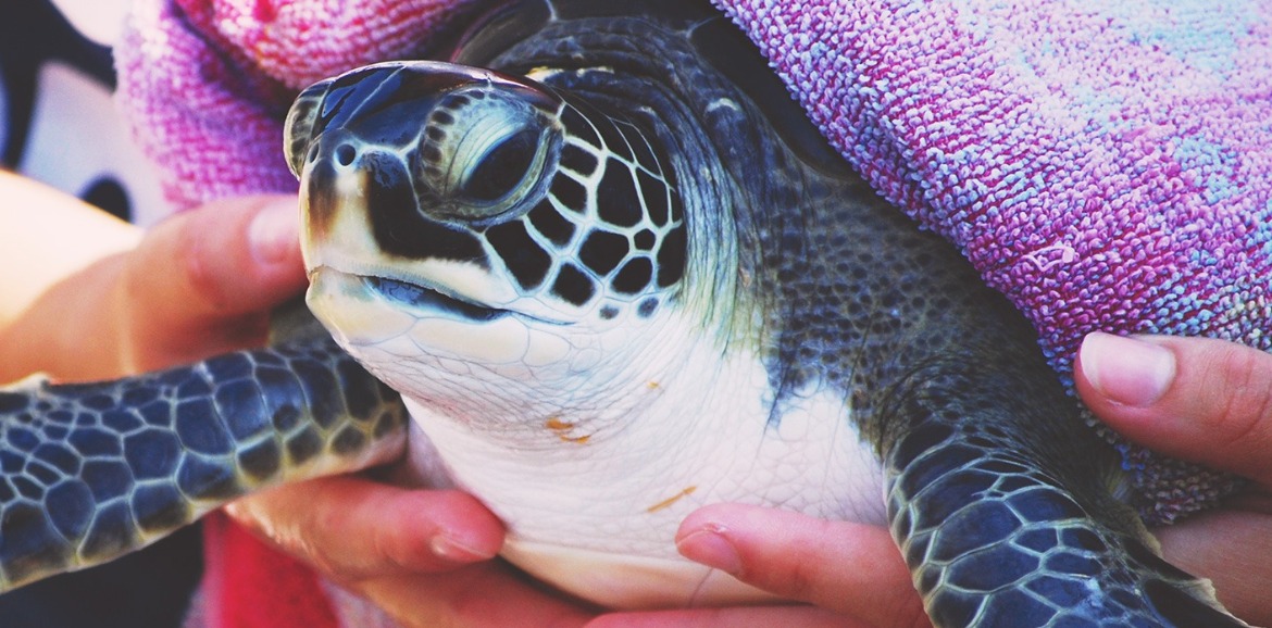 sea turtle at Karen Beasley Sea Turtle Hospital | SeaShore Realty