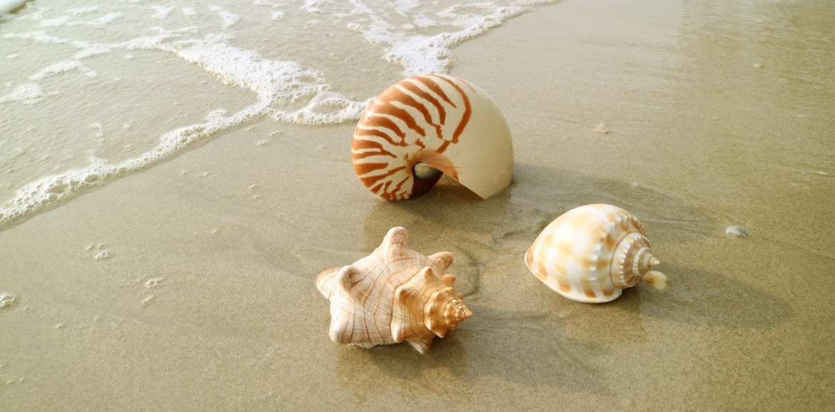 scotch bonnet shells on the beach | SeaShore Realty