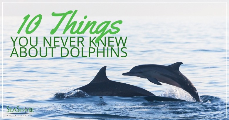 10 Things You Never Knew About Dolphins