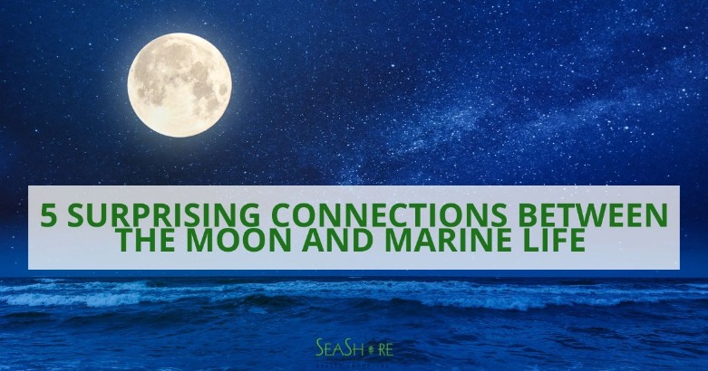 5 Surprising Connections Between the Moon and Marine Life | SeaShore Realty