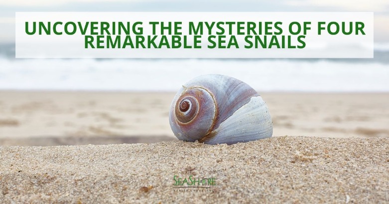 Uncovering the Mysteries of Four Remarkable Sea Snails | SeaShore Realty