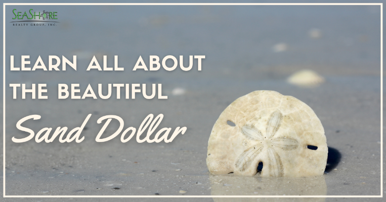 learn all about the beautiful sand dollar | seashore realty
