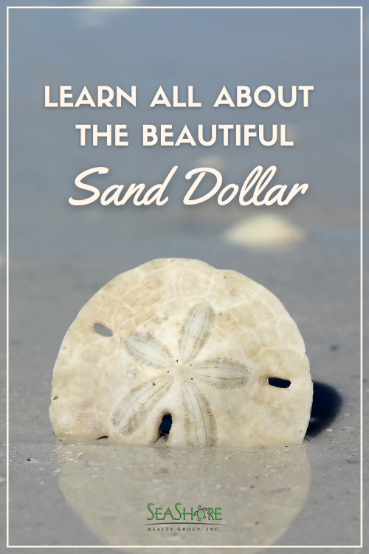 learn all about the beautiful sand dollar | seashore realty