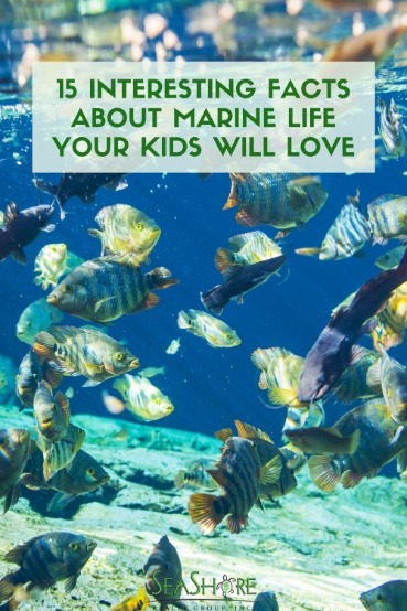 15 Interesting Facts About Marine Life Your Kids Will Love