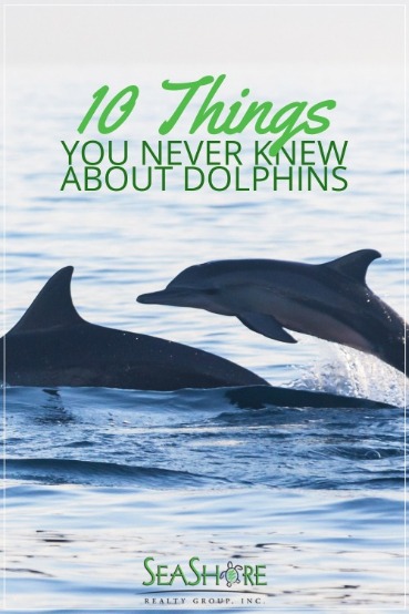 10 Things You Never Knew About Dolphins