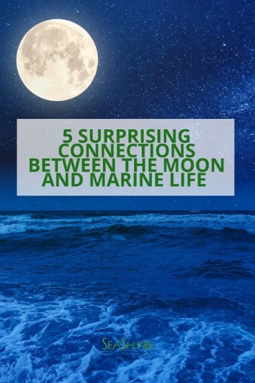 5 Surprising Connections Between the Moon and Marine Life | SeaShore Realty