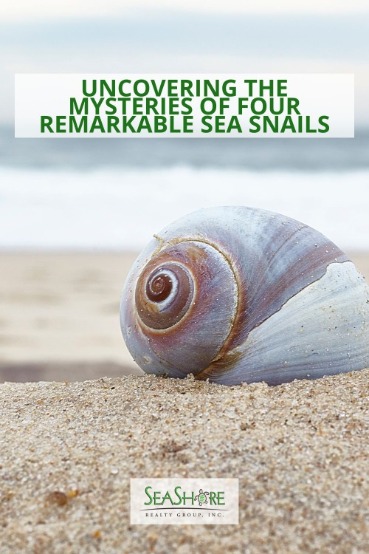 Uncovering the Mysteries of Four Remarkable Sea Snails | SeaShore Realty