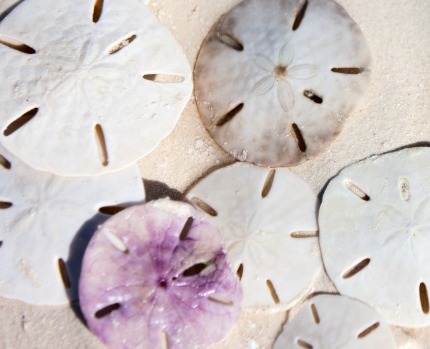 learn all about the beautiful sand dollar | seashore realty