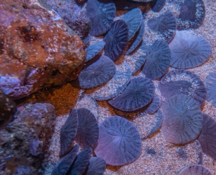 learn all about the beautiful sand dollar | seashore realty