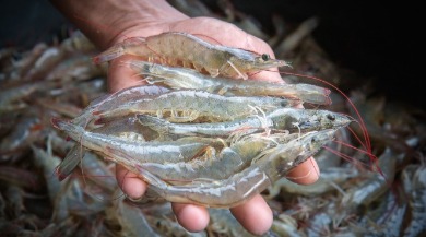 shrimp! the best facts and recipes | seashore realty