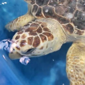 karen beasley sea turtle rescue and rehabilitation center | seashore realty