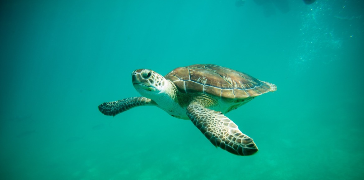 topsail island north carolina sea turtles | SeaShore Realty