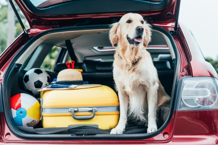 Checklist for traveling with your dog | Seashore Realty