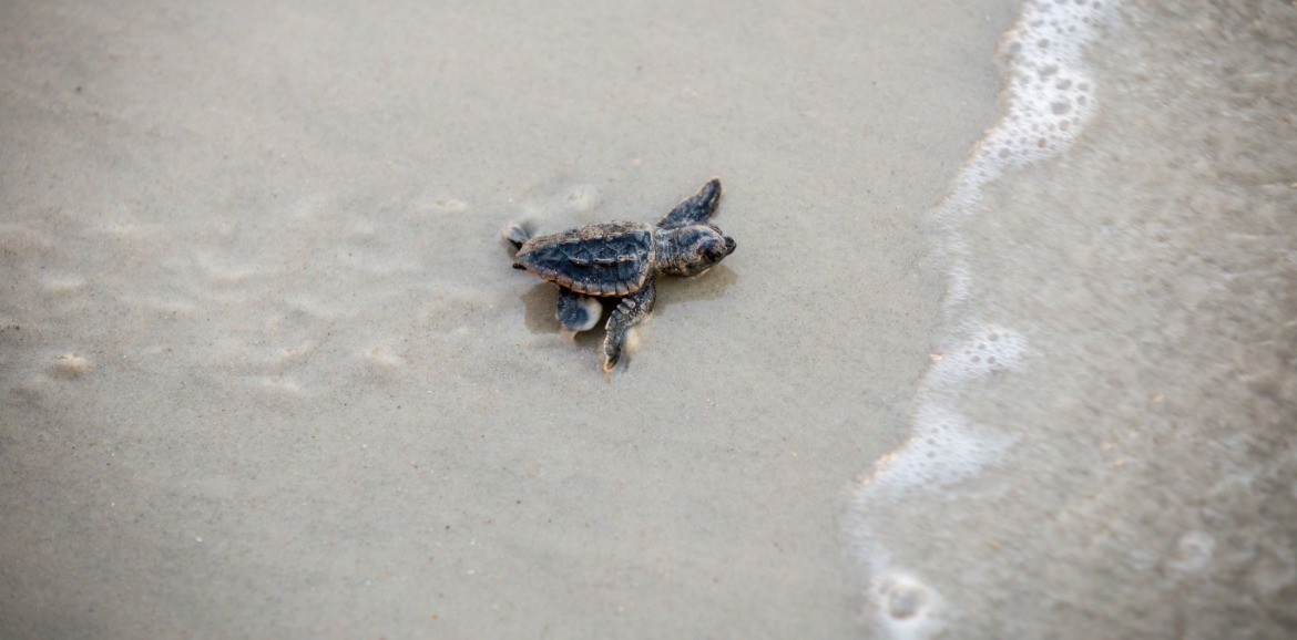 sea turtle | Seashore Realty