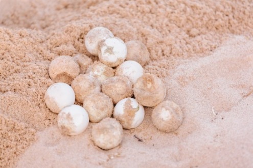 turtle eggs on beach | Seashore Realty