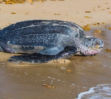 leatherback sea turtle | Seashore Realty