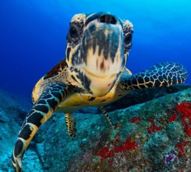 sea turtle | Seashore Realty