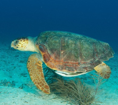 sea turtle on beach | Seashore Realty