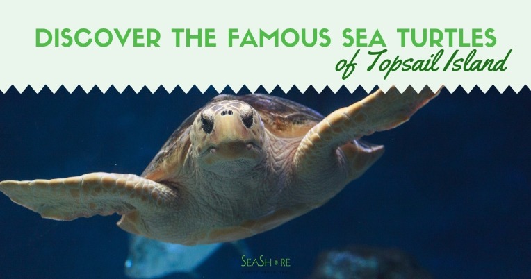 Discover the Famous Sea Turtles of Topsail Island | Seashore Realty