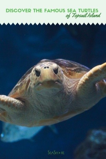 Discover the Famous Sea Turtles of Topsail Island | Seashore Realty