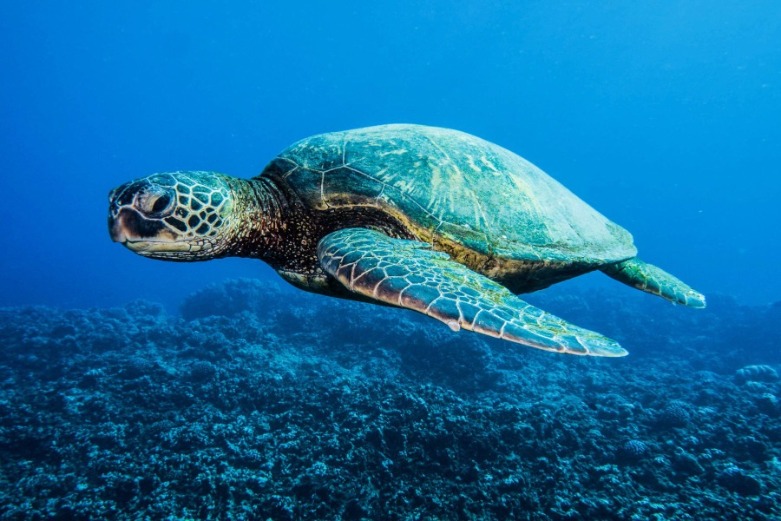 5 Surprising Connections Between the Moon and Marine Life | SeaShore Realty