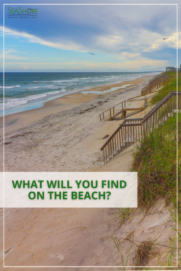 what will you find on the beach | seashore realty